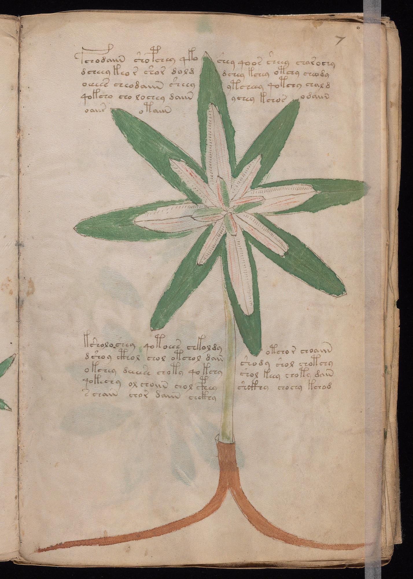 Herbal Page 13